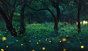 Glühwürmchen, Foto: Fotolia, Lizenz: Naturschutzfonds Brandenburg