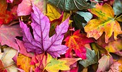 bunte Herbstblätter, Foto: StockSnap, Lizenz: Pixabay