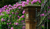 Rhododendronhecke, Foto: congerdesign, Lizenz: Pixabay
