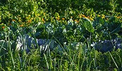 Offene Gärten: Naturnaher Garten von Jana und Mandy Banse