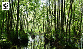 Erlenbruchwald in der Zerweliner Heide, Foto: Albert Wotke, Lizenz: WWF Deutschland