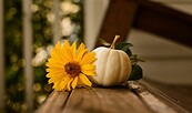 Herbstfest Deko, Foto: Unbekannt, Lizenz: Unbekannt
