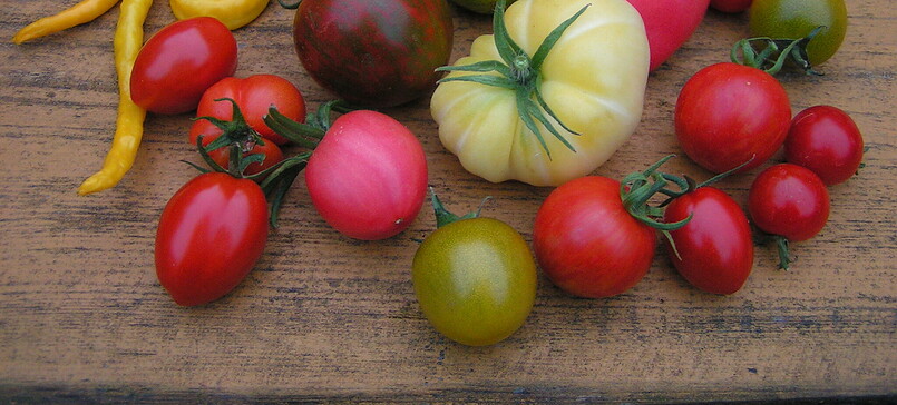 "Kleine Tomatenpflanzenbörse" in Menz