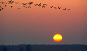 Kranichbeobachtung Sonnenuntergang, Foto: Ralf Donat, Lizenz: Sielmanns Naturlandschaft Wanninchen