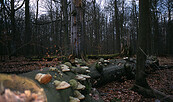 Baumpilz, Foto: NABU, Lizenz: NABU