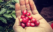 COOFFEEE - aus Uganda, Foto: Annekatrin Els, Lizenz: Flaemingkind