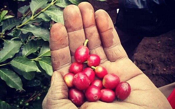 COOFFEEE - aus Uganda, Foto: Annekatrin Els, Lizenz: Flaemingkind