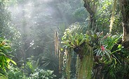 Dschungel, Foto: T.Merkau, Lizenz: Biosphäre Potsdam