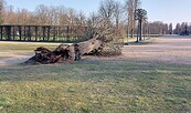 Umgestürzter Baum im Park Sanssouci, Foto: SPSG, Lizenz: SPSG