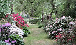 Offene Gärten-Rhododendronsammlung von Doris und Günter Schulz