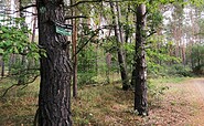 Waldspaziergang, Foto: A. Oegel, Lizenz: FTV