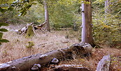 Totholz im Buchenwald, Foto: W. Hahne, Lizenz: Naturpark Uckermärkische Seen