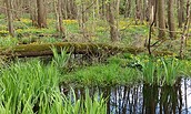 Frühling im Zarth, Foto: Peter Koch, Lizenz: Landschafts-Förderverein Nuthe-Nieplitz-Niederung e.V.