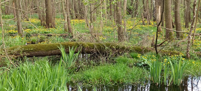 Wanderung zum Zarth mit Brita Hannemann