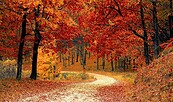 Herbstwald, Foto: Valiphotos, Lizenz: Pixabay