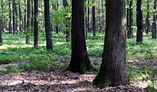 Wald, Foto: Tourismusverband Elbe-Elster-Land e.V., Lizenz: Tourismusverband Elbe-Elster-Land e.V.