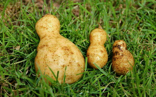 die besondere Kartoffel, Foto: M. Keil, Lizenz: M. Keil