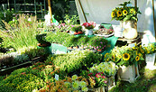 Pflanzenverkauf auf dem Markt, Foto: Juliane Frank, Lizenz: Tourismusverband Dahme-Seenland e.V.