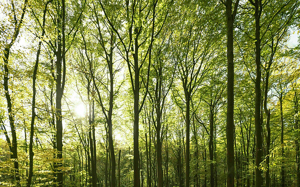 Spaziergang Grumsiner Wald, Foto: Andreas Stückl, Lizenz: Andreas Stückl