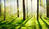 Wald, Foto: shutterstock, Lizenz: shutterstock