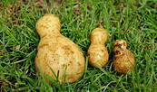 die besondere Kartoffel, Foto: M. Keil, Lizenz: M. Keil