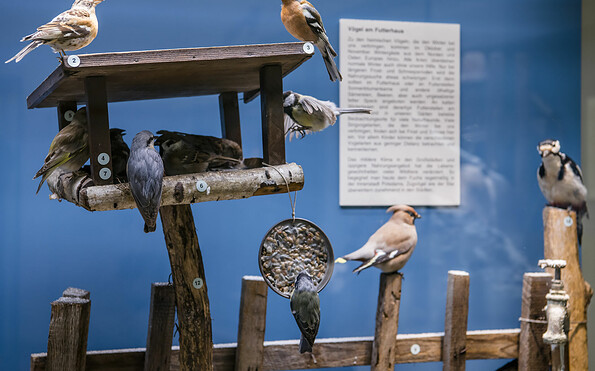 Vogelhaus in der Ausstellung &quot;Tiere im Garten&quot; , Foto: D. Marschalsky, Lizenz: NKMP