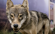Europäischer Grauwolf, Foto: D. Marschalsky, Lizenz: NKMP