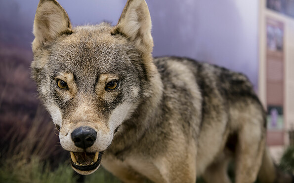 Europäischer Grauwolf, Foto: D. Marschalsky, Lizenz: NKMP