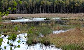 Reuthener Moor, Foto: Gudrun Jordan