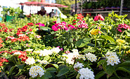 Pflanzen frisch vom Markt, Foto: Laila Wentworth, Lizenz: Laila Wentworth