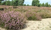 Heideblüte, Foto: I. Höhne, Lizenz: NaturSchutzFonds Brandenburg