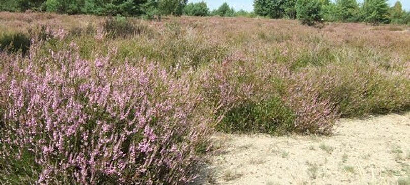 RangerTour: zur Heideblüte