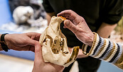 Teilnehmende entdecken die Besonderheiten von Biberzähnen, Foto: D. Marschalsky, Lizenz: Naturkundemuseum Potsdam
