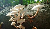 Pilze - wunderbare Lebewesen erkennen und bestimmen, Foto: Dana Lafuente, Lizenz: Dana Lafuente