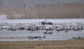 Kraniche und Singvögel, Foto: Milena Kreiling, Lizenz: Nationalpark Unteres Odertal