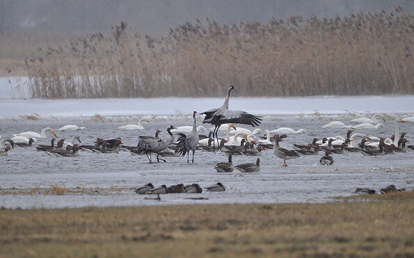 Kraniche und Singvögel, Foto: Milena Kreiling, Lizenz: Nationalpark Unteres Odertal