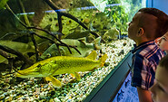Hecht und Co. im Aquarium, Foto: D. Marschalsky, Lizenz: Naturkundemuseum Potsdam