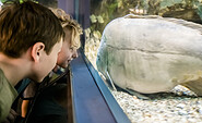 Spiegelkarpfen im Aquarium, Foto: D. Marschalsky, Lizenz: Naturkundemuseum Potsdam