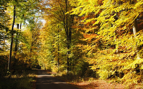 Herbst im Fläming, Foto: Steffen Bohl, Lizenz: Steffen Bohl