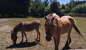 Kinderbauernhof Roter Hof, Foto: Touristinfo Strausberg, Lizenz: Touristinfo Strausberg