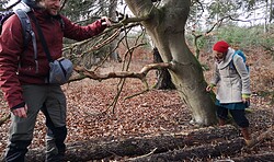Kräuterspaziergang "Heilsame und essbare Wildpflanzen und Pilze"