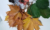 Kreativer Herbst, Foto: Slawenburg Raddusch, Lizenz: REG Vetschau mbH