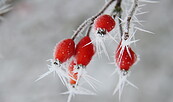 Survival Grundkurs 2, Foto: Patryzia Palischewski, Lizenz: Sielmanns Naturlandschaft Wanninchen