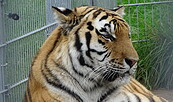 Tiger Diego, Foto: Andrea Heins, Lizenz: Tourismusverein Naturpark Barnim e.V.