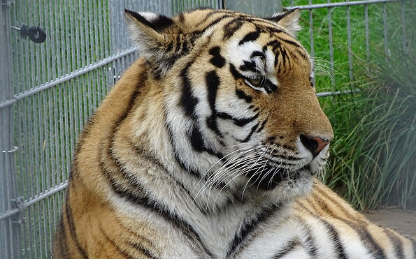 Tiger Diego, Foto: Andrea Heins, Lizenz: Tourismusverein Naturpark Barnim e.V.