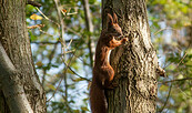 Waldspaziergang_Elli, Foto: Peter Becker, Lizenz: TKS Lübben (Spreewald) GmbH