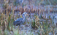 Durchs Spektiv gesehen zeigen sich spannende Szenen, Foto: Lerch Ulmer, Lizenz: Naturschutzfonds Brandenburg