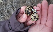 Eierschalen sind nützliche Hinweise auf Brutvögel, Foto: T.Schönlebe, Lizenz: Naturschutzfonds Brandenburg