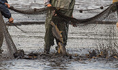 Fischwirtschaft Blumberger Teiche, Foto: Torsten Westphal, Lizenz: Torsten Westphal