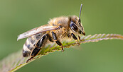 Honigbiene, Foto: Torsten Westphal, Lizenz: Torsten Westphal